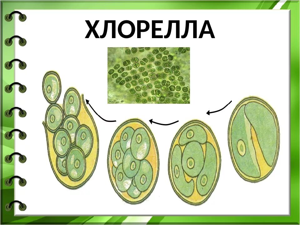 Хлорелла группа организмов. Размножение хлореллы. Хлорелла размножается. Размножение хлореллы 6 класс. Споры хлореллы.