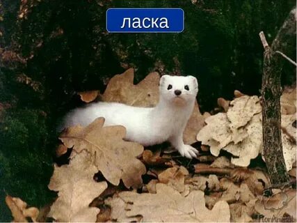 Звук ласки