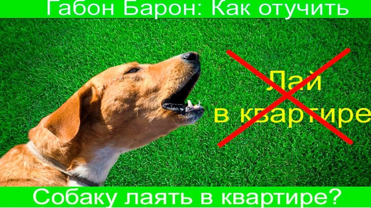 Как отучить выть. Как отучить собаку лаять. как отучить собаку лаять в квартире. как отучить собаку гавкать. как отучить щенка лаять.