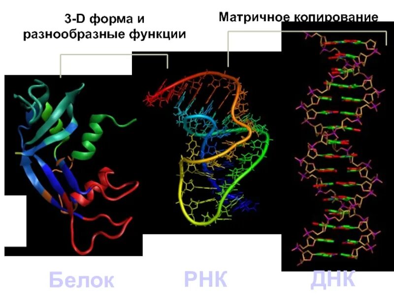 Белки ДНК. Белок РНК. Из РНК В белок. ДНК РНК белок визуализация.