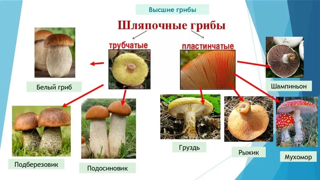Название низших грибов. Высшие грибы. Высшие грибы и низшие грибы. Представители высших грибов. Высшие грибы примеры.