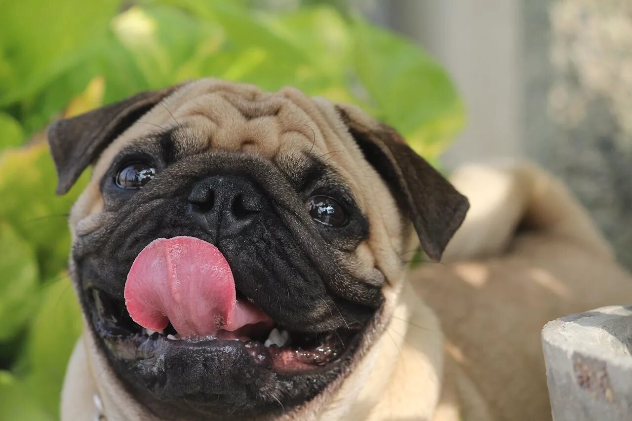 Pug собака. Мопс породы собак. собака мопс. мопс фото собаки. собака мопс собака мопс.