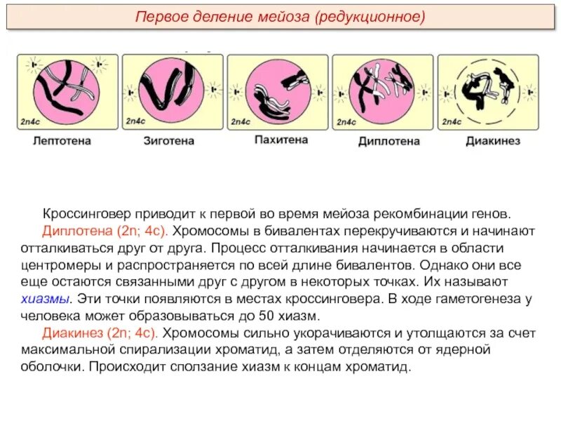 стадии мейоза с набором хромосом. схема митоза и мейоза. схема мейоза 2n. схема мейоза первое деление и второе деление. мейоз 1 сколько хромосом.
