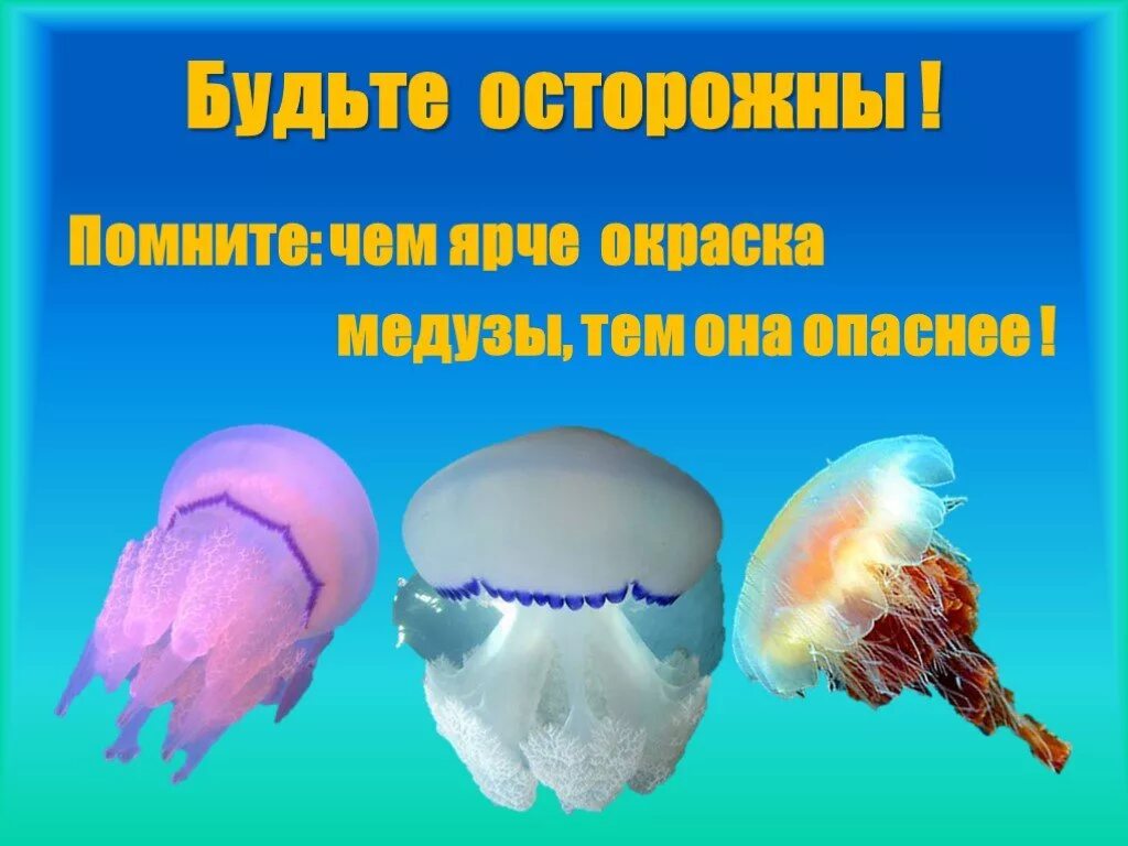 Португальский кораблик медуза укусы. Медуза опасность. Корнерот медуза в черном море опасны. Кубомедуза морская оса. Сцифоидные медузы.