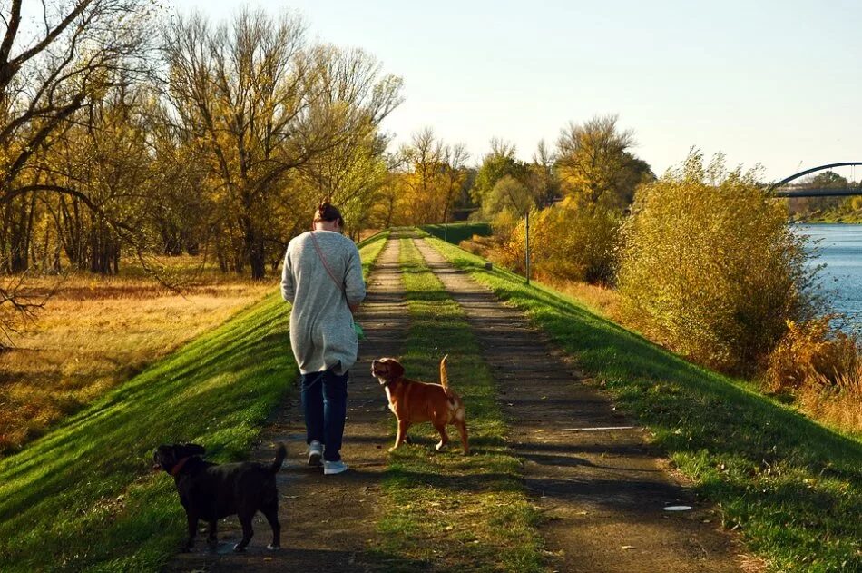 Гулять. Прогулка с собакой. Гулять с собакой. Люди гуляют. Прогулка с собакой на природе.