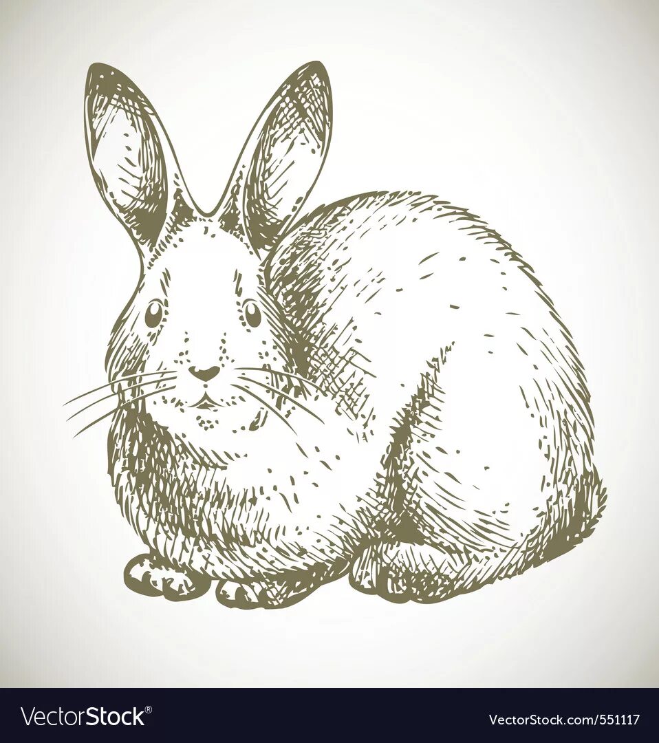 На рисунке изображены горностаевые кролики. Год кролика. Кролик рисунок вектор. Заяц иллюстрация Графика. Пасхальный кролик графический рисунок.