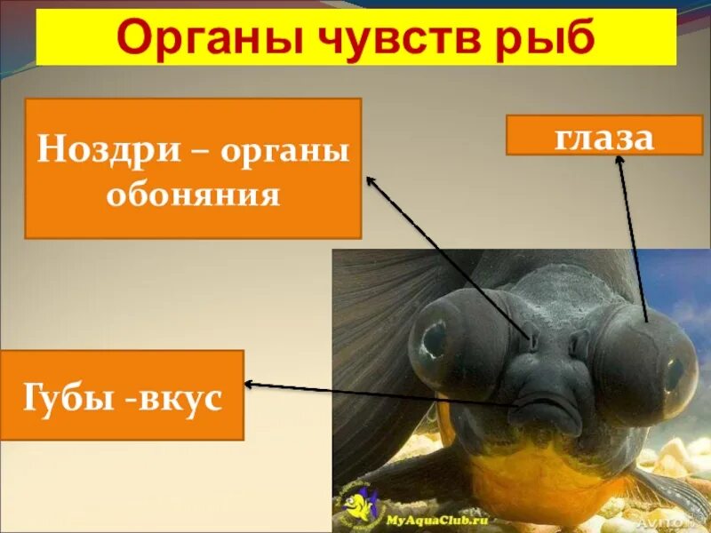 Органы чувств рыб. Органы чувств рыб строение. Органы обоняния у рыб. Органы осязания у рыб. Какое значение имеет ноздри у рыб