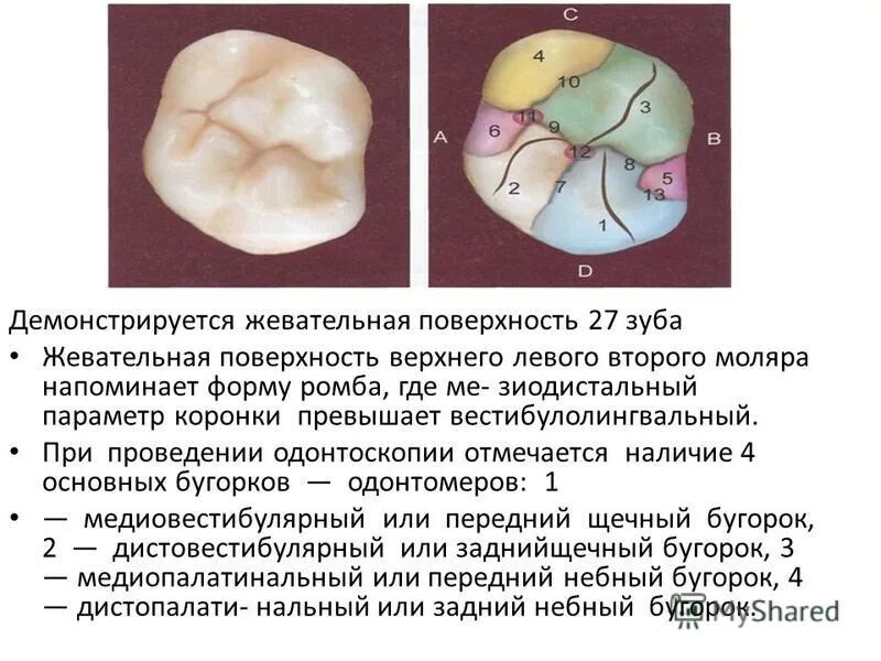 Первый моляр верхней челюсти. Второй верхний моляр жевательная поверхность. Анатомия Бугров второго верхнего моляра. Бугры 1 моляра верхней челюсти. Моляр нижней челюсти жевательная.