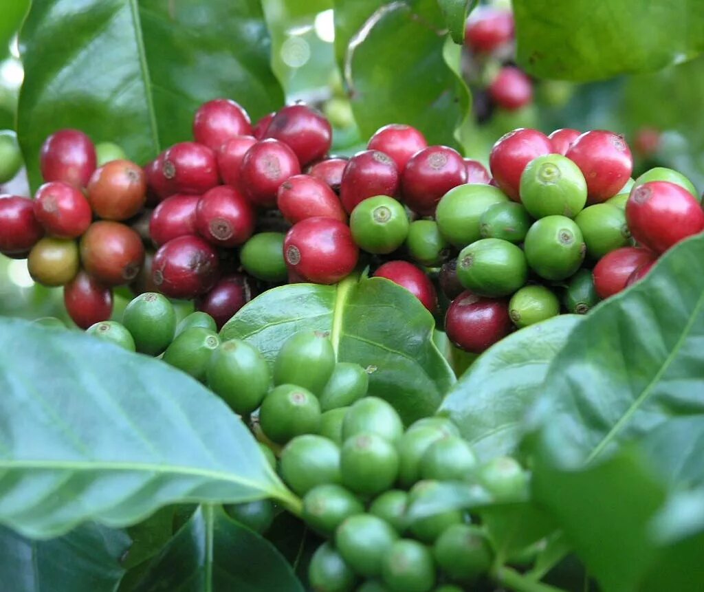 Coffea arabica /кофе арабика. кофейный сад. утро в саду. кофе арабика (coffea);. чаепитие на даче.