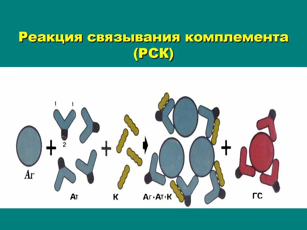 Комплемента рск. Реакция связывания комплемента РСК микробиология. Реакция склеивания комплемента. Реакция связывания компонента РСК. Схема проведения реакции лизиса.