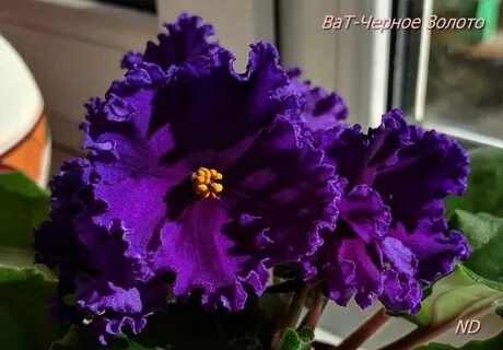 Фиалка черное золото