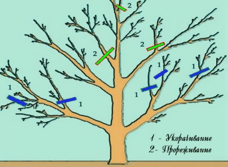 Схема обрезки яблони весной. Обрезка яблони весной схема. Правильно обрезать яблоню осенью схема подрезки. Обрезка яблонь осенью схема. Правильная обрезка плодовых