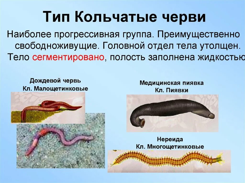 Аскарида относится к типу кольчатые черви. Кольчатые черви сегментированность тела. свободноживущие кольчатые черви представители. тип кольчатые черви паразиты. представители типа кольчатых червей.