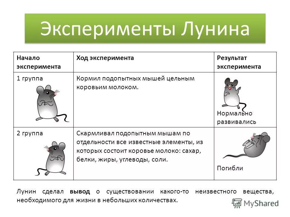 Лунин и мыши. Опыт Лунина с мышами. Лунин опыты на мышах. Лунин эксперимент с мышами.