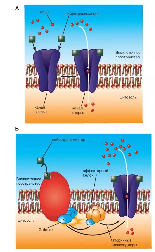 Ионотропные мембранные рецепторы. Ацетилхолиновые рецепторы. Рецепторы нейромедиаторов. Типы рецепторов к ацетилхолину. Сайт открытый канал