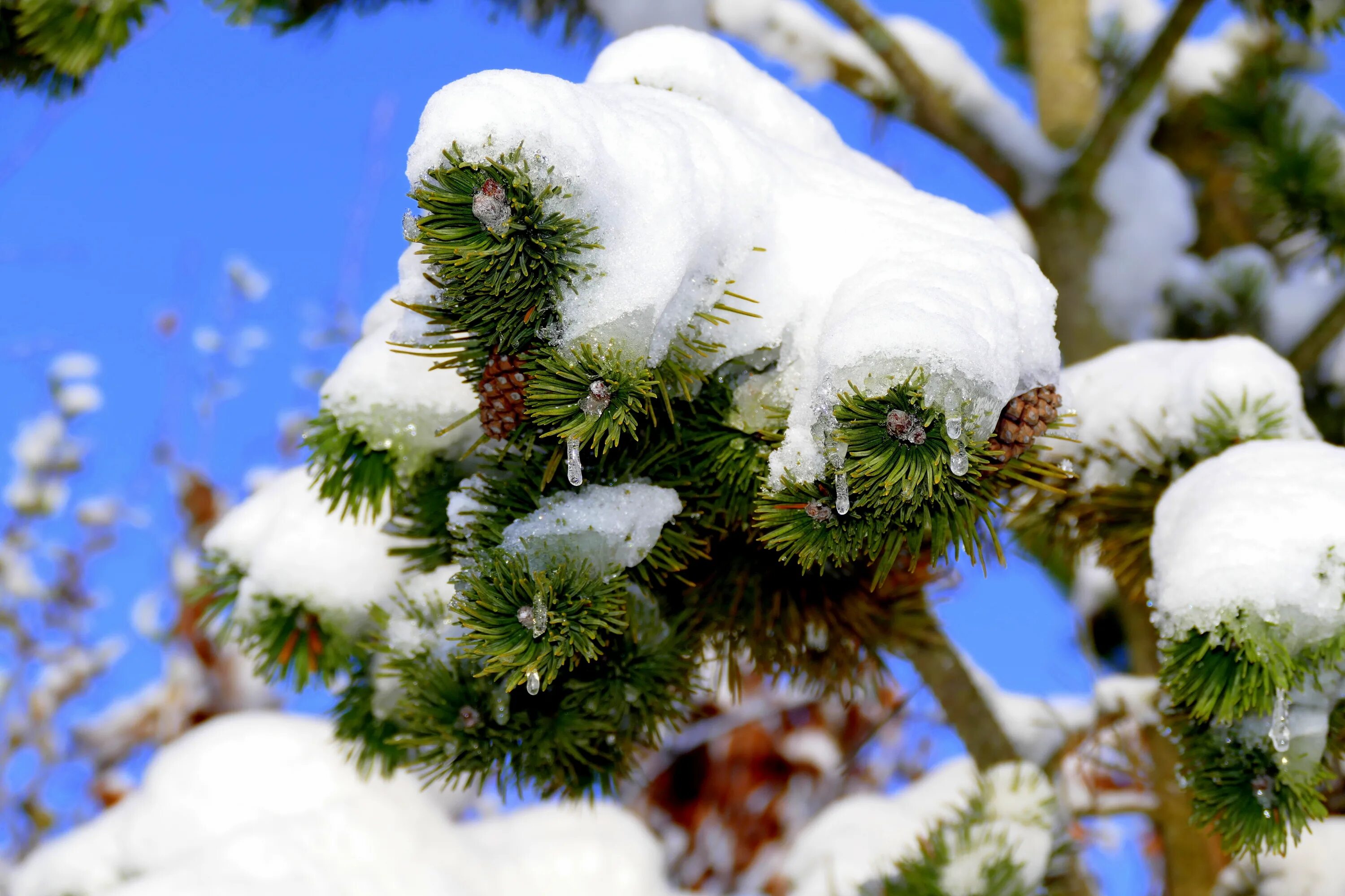 Растения зимой. Заснеженные деревья. Зимние цветы. Деревья в снегу.