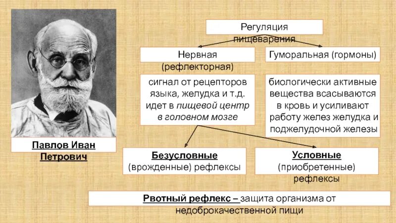 Регуляция процессов пищеварения. Регуляция пищеварения таблица. Павлова почему назвали