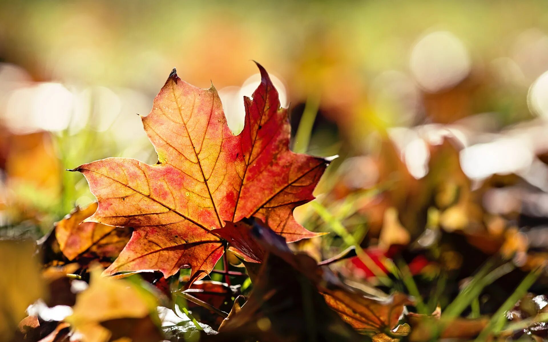 Приветливой осени. Осень. Осень сентябрь. Осенние листья. Осень картинки.
