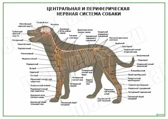 периферическая нервная система собаки. нервная система собак состоит из. нервная система собаки анатомия. нервная система собаки схема. строение нервной системы собаки.