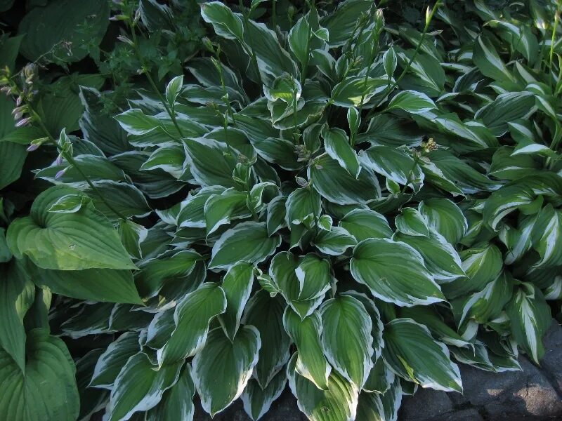хоста волнистая альбомаргината. хоста белоокаймленная. хоста ланцетолистная белоокаймленная. хоста marginata. хоста undulata albomarginata сорта.