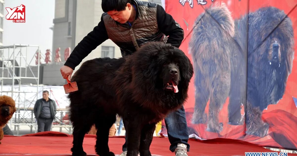 тибетский мастиф. тибетский мастиф. тибетский мастиф рядом с человеком. тибетский мастиф рядом с человеком. тибетский мастиф большой.