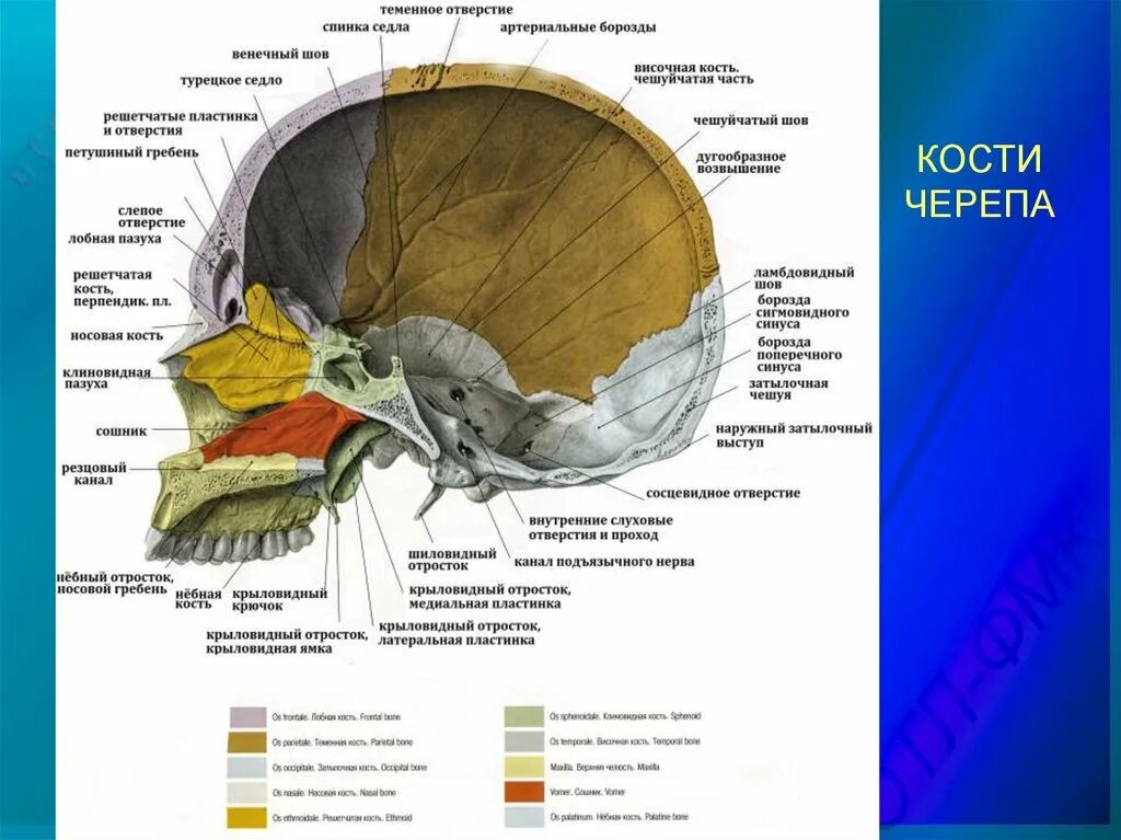 Клиновидный гребень клиновидной кости. Клиновидная кость крыловидный отросток. Отростки клиновидной кости черепа. Клиновидный отросток клиновидной кости. Ореховидный гребень