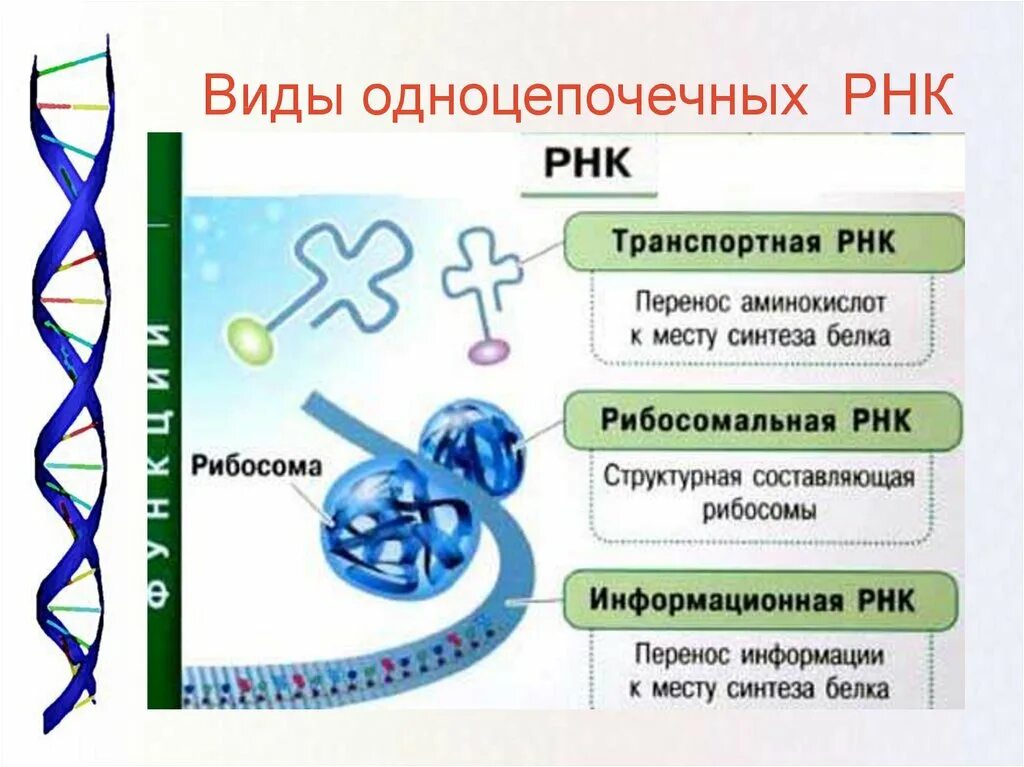 РНК. Типы РНК. Одноцепочечная РНК. Р РНК функция.