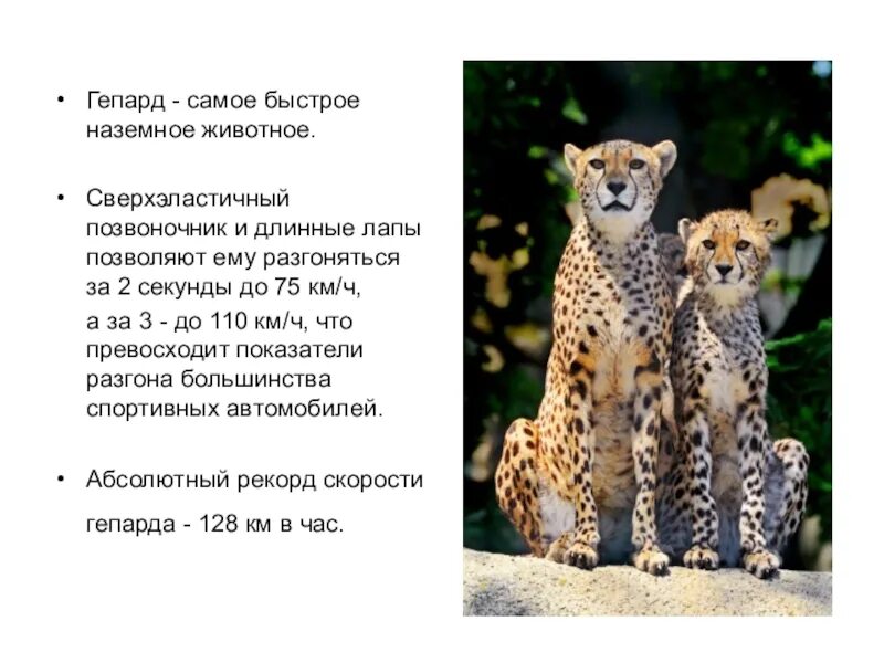 Какое животное является самым быстрым наземным животным