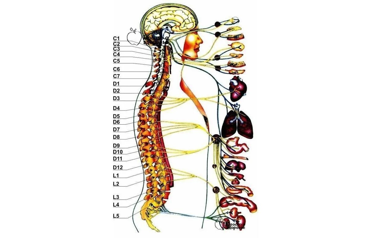 Связь органов человека. С5 позвонок иннервация. Позвоночник человека иннервация органов. Позвонки с3-с5. Иннервация с5-с6.