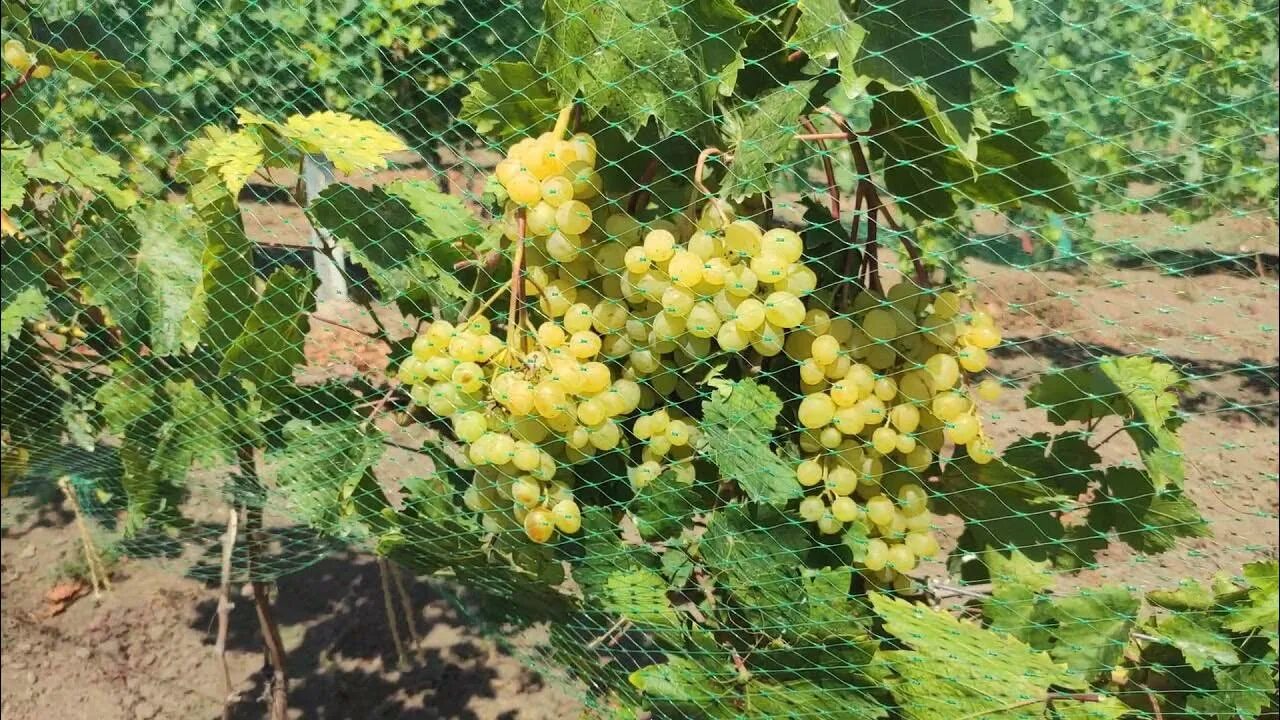 Кишмиш цимус. Виноград Цимус. Виноград кишмиш Цимус. Сорт винограда Цимус.