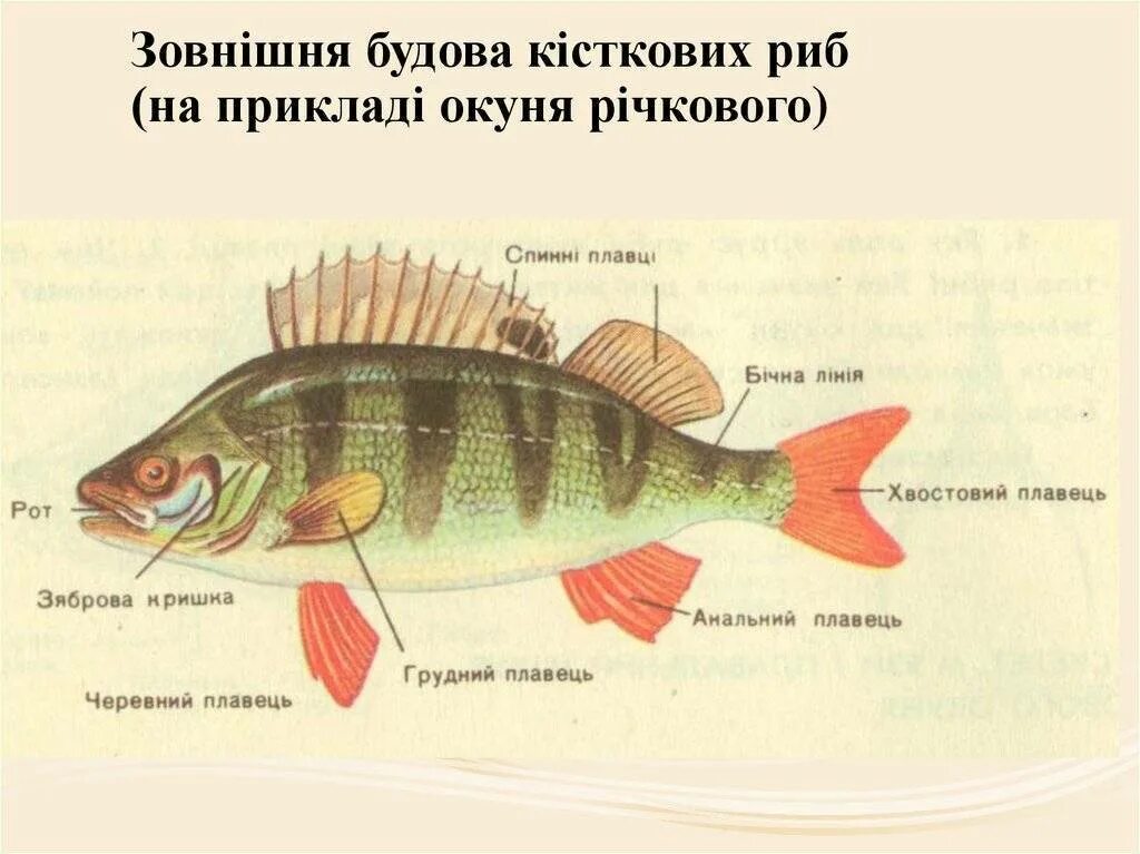 Наружное строение речного окуня. Речной окунь строение тела. Строение рыбы Речной окунь. Речной окунь строение.