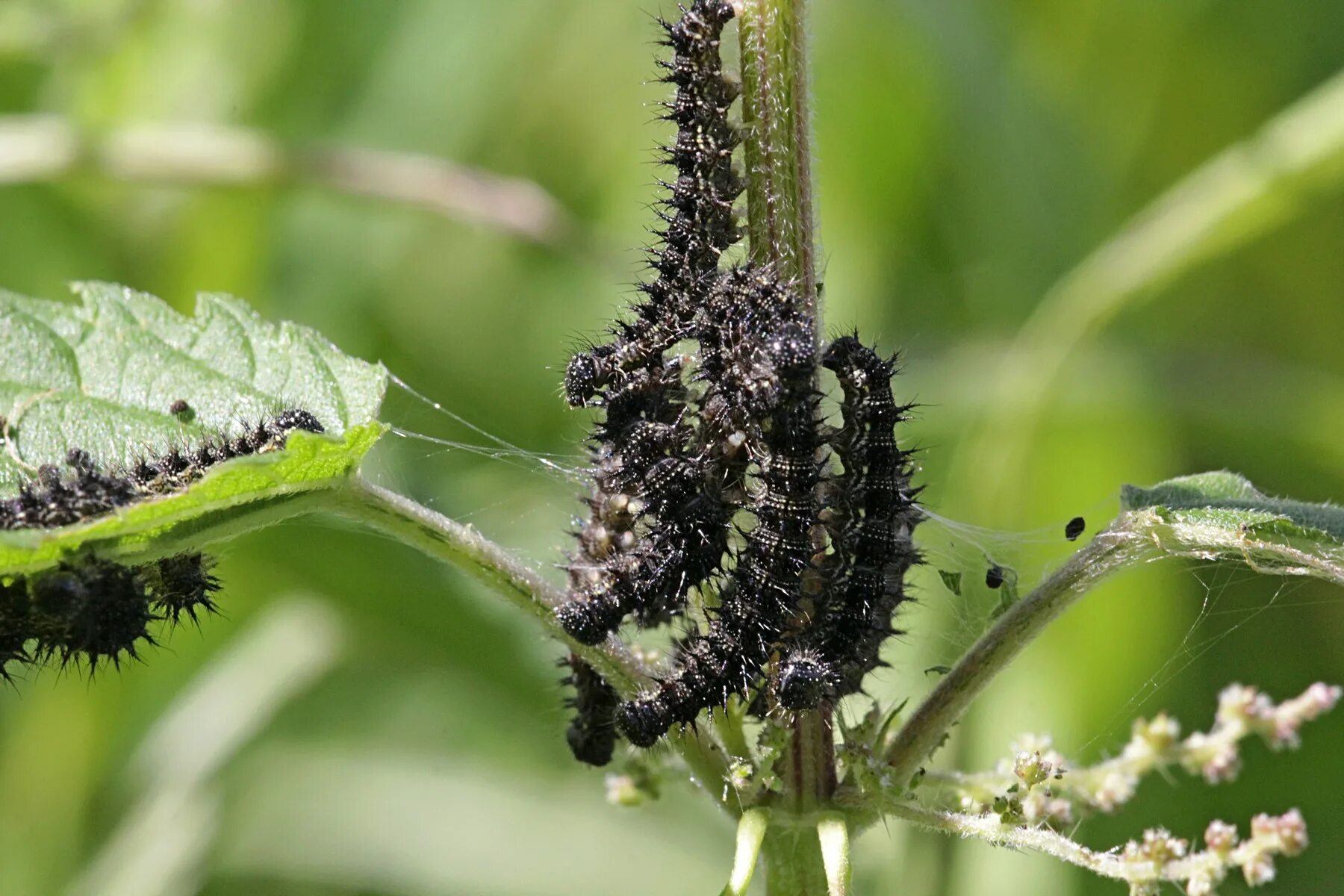 Гусеница насекомус. Гусеница медведицы гикори (lophocampa caryae). Сосновый бражник гусеница. Гусеница омоним. Гусеницы против гусениц.