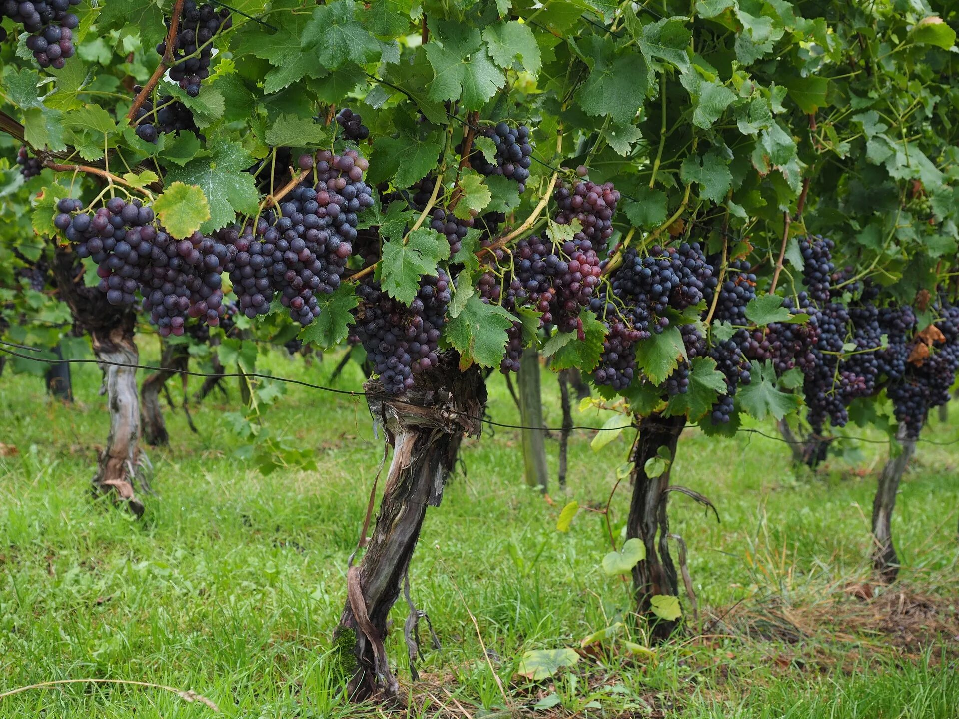 Grape vine