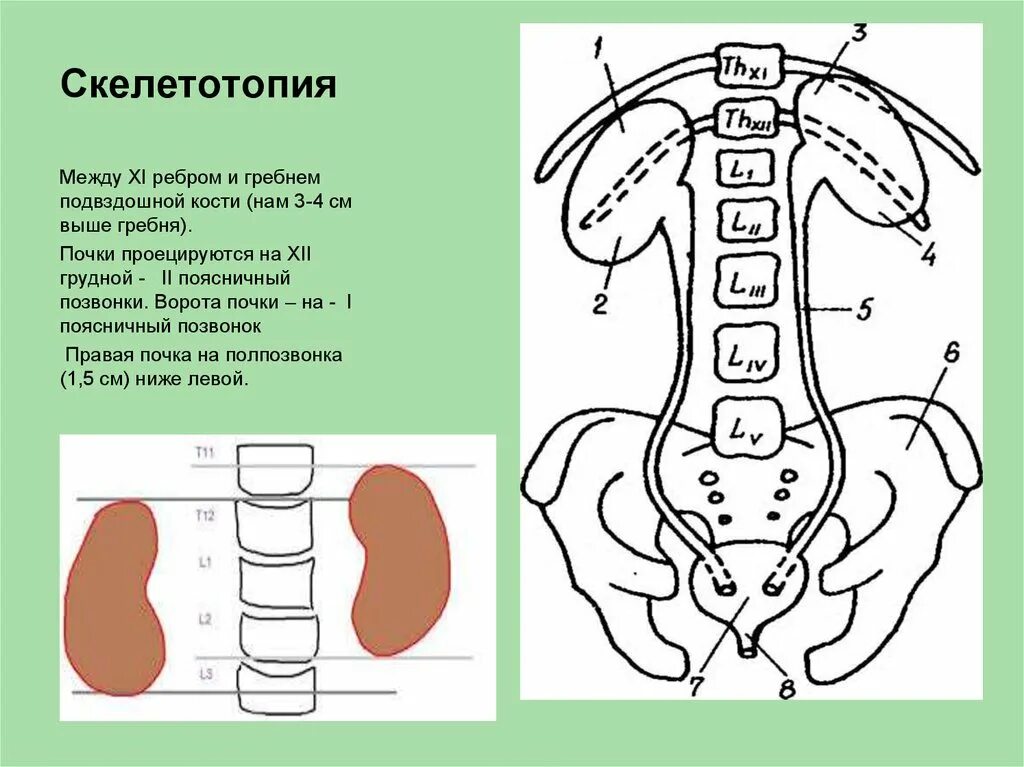 Синтопия мочеточника. Скелетотопия почек. Топографическая анатомия почек. Топография почки анатомия.