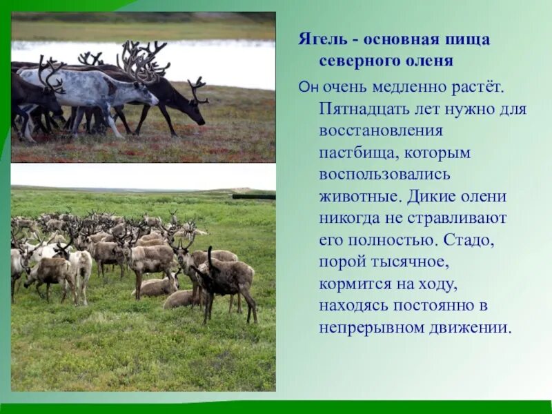 Северный олень питание. Северный олень и ягель. Пища Северного оленя. Основная пища северных оленей.