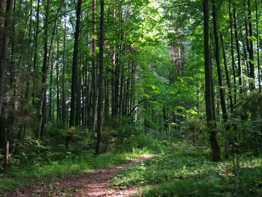 Таежный лес Медведково. Леса умеренного пояса. Лес в Высоково Владимирской области. Леса умеренного пояса дорожка.