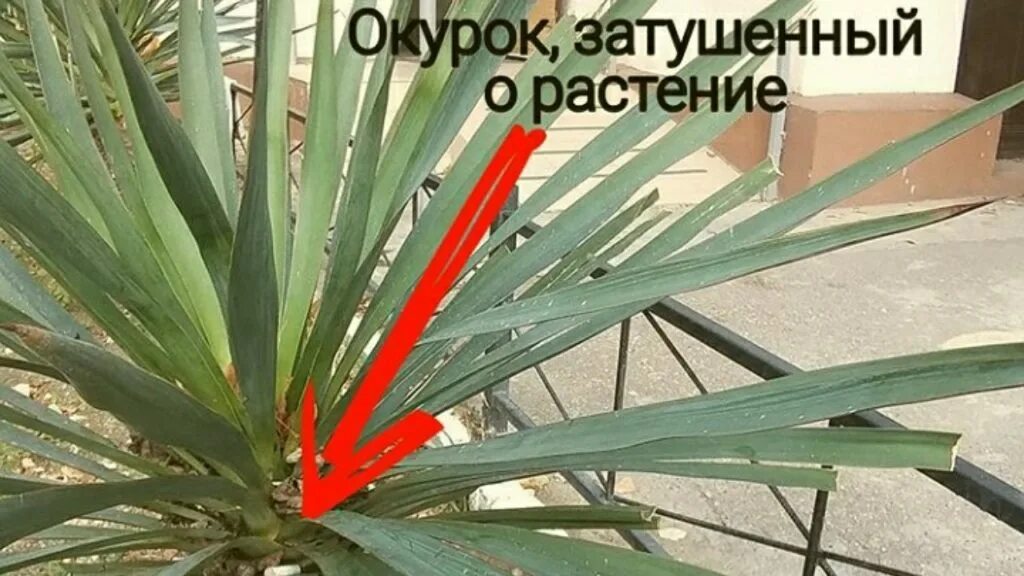 детская больница мысхако. больница мысхако новороссийск. детская больница новороссийск. амбулатория мысхако. детская больница мысхако.