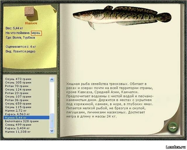 Скороговорка налима ловили. Чем питается налим. На что ловить налима. Налим рыба поймал. Налим рыба чем питается.