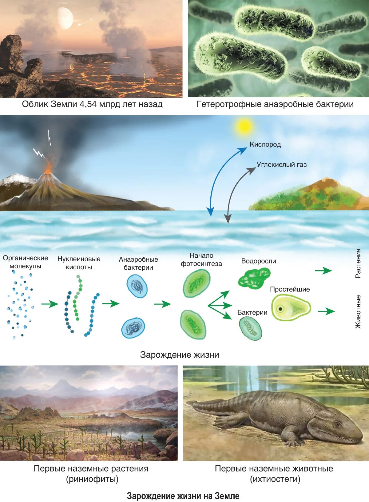 Биогеохимический круговорот (биогеохимический цикл). Биосферный уровень организации живой материи. Стабильность биосферы. Биосфера вывод. Устойчивость биосферы обеспечивается.