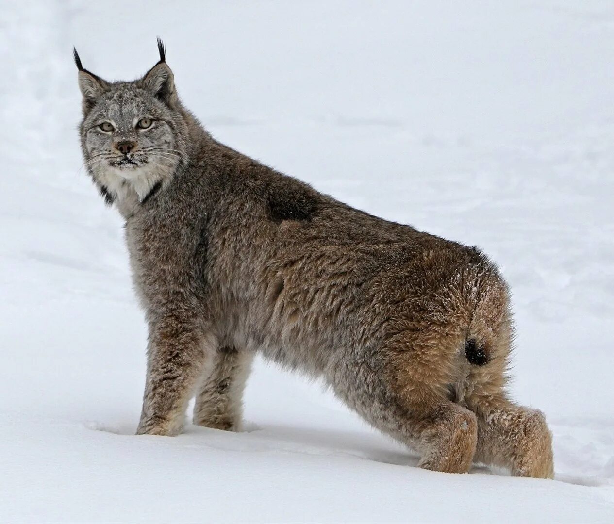 Сибирская Рысь. Рысь Сибирская Евроазиатская. Рысь обыкновенная Lynx Lynx Linnaeus, 1758. Рысь в Сибири. Уральские рыси