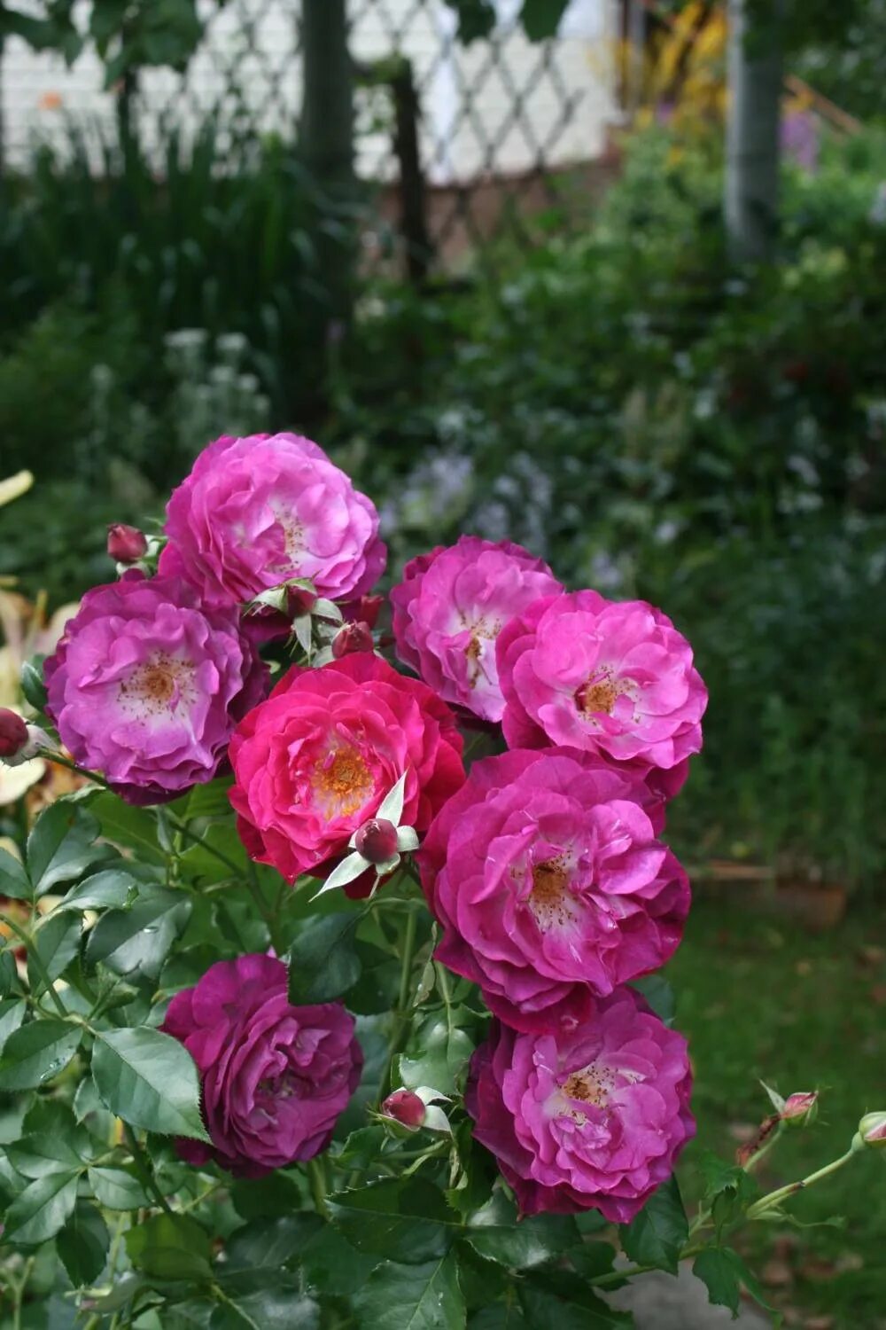 Rose of garden игра. роза pride of cheshire. дрим кам тру роза. неделя розе. Belfast rose.