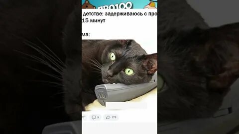 Кот мем 2023