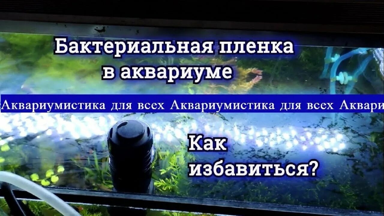 Пленка на воде в аквариуме. Бактериальная пленка. Бак пленка в аквариуме. Бактериальная пленка на воде. Пленка на воде в аквариуме причины.