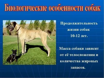 Сколько зовут собаки