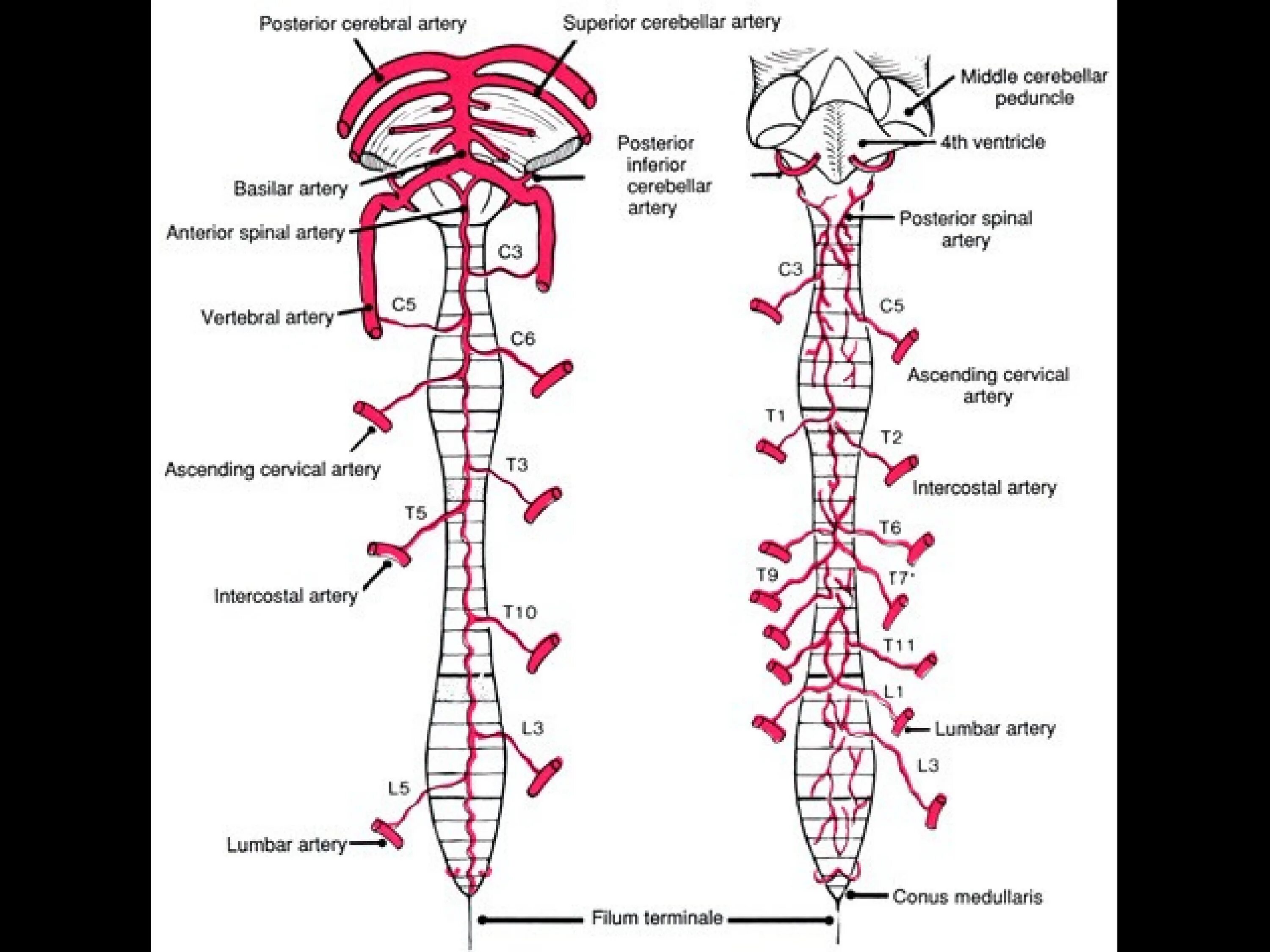 Сосуды спинного мозга анатомия. Кровоснабжение спинного мозга анатомия. Артерия кровоснабжающая спинной мозг. Схема кровоснабжения головного и спинного мозга.
