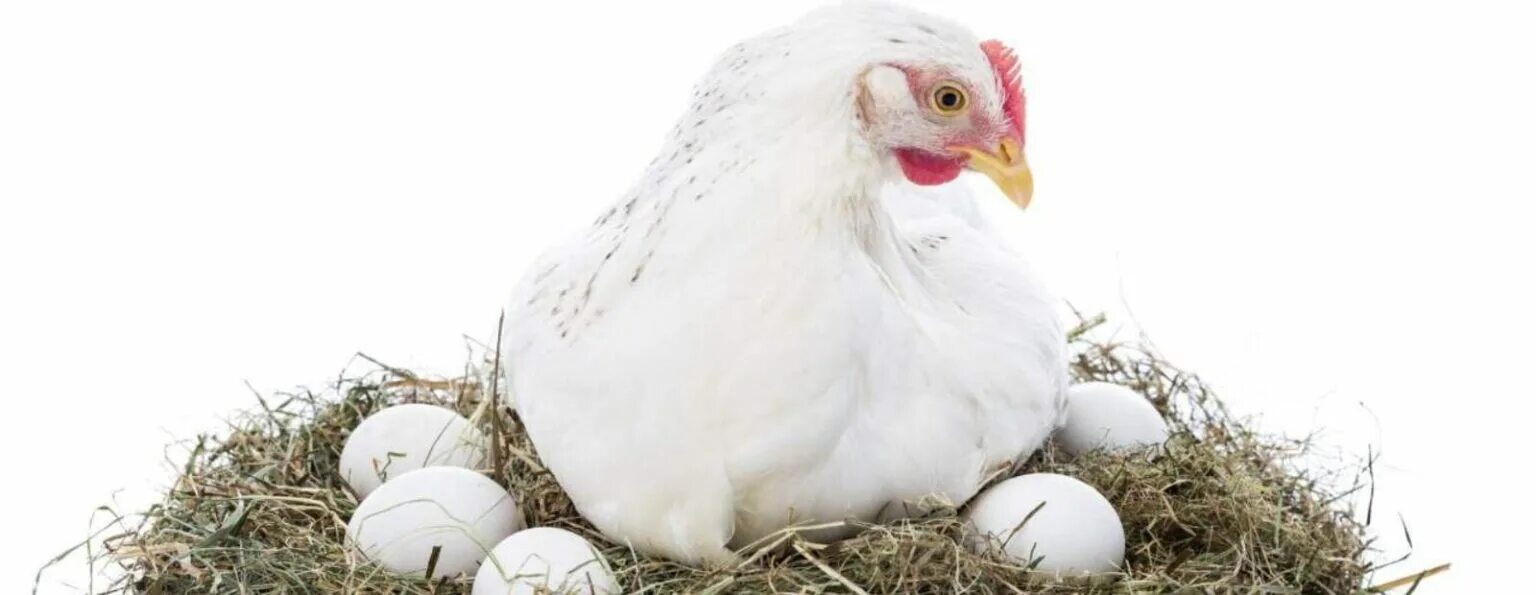 Белые куры несут белые яйца. Курочка Несушка на белом фоне. Яичные куры на белом фоне. Курица с яйцами на белом фоне. Курица наседка на белом фоне.