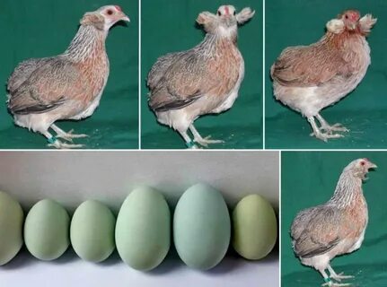 Куры с голубыми и зелеными яйцами