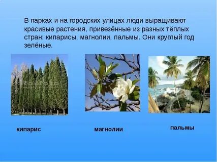Растительный и животный мир черноморского побережья