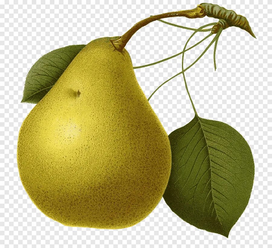 Pear 6. Картинка груша для детей в детском саду. Груша клипарт. Груша стикер. 5 Груш.