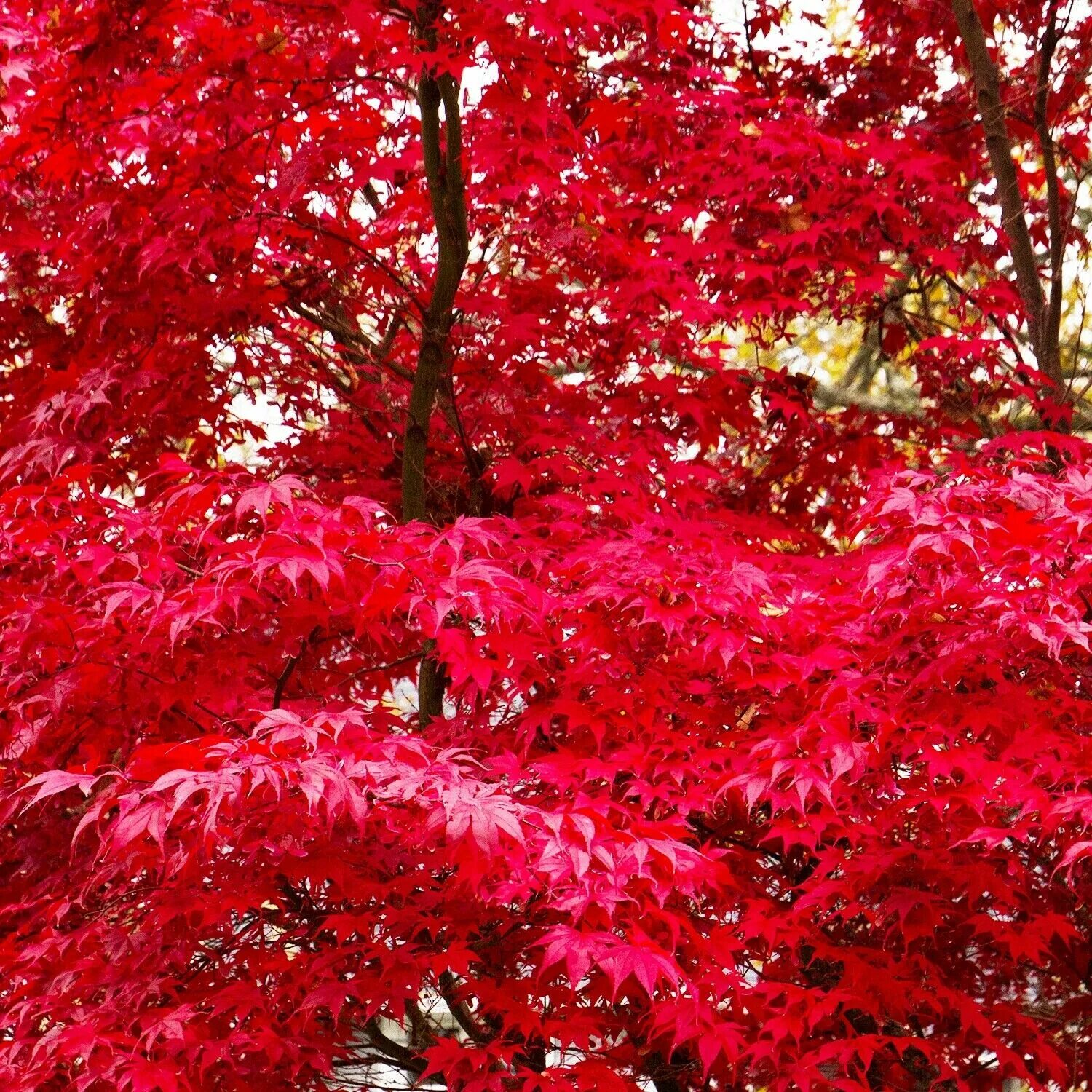 Красные деревья названия и фото. Клён канадский краснолистный. Клен японский краснолистный. Клен краснолистный карликовый. Канадский красный карликовый клен.